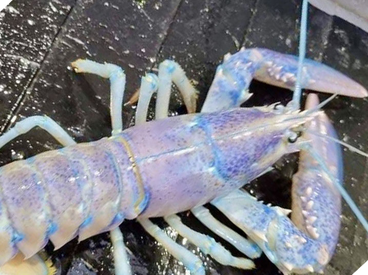 Home to Rare Blue, Calico, and Orange Maine Lobsters